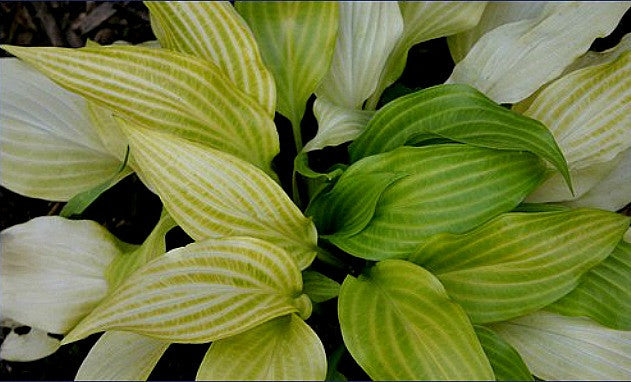 'Maya Tritone' Hosta Courtesy of Alttara Scheer