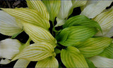 'Maya Tritone' Hosta Courtesy of Alttara Scheer