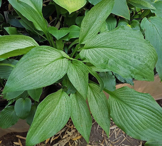 Hosta 'Mean Gene' Courtesy of the Hosta Library