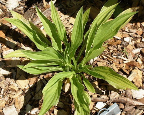 'Mentor Gold' Hosta From NH Hostas