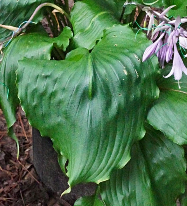 Hosta 'Mercy Me' Courtesy of Harold McDonell and the Hosta Library