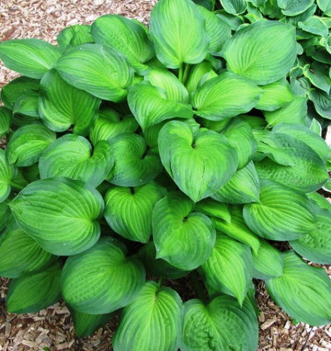 'Midwest Magic' Hosta From NH Hostas