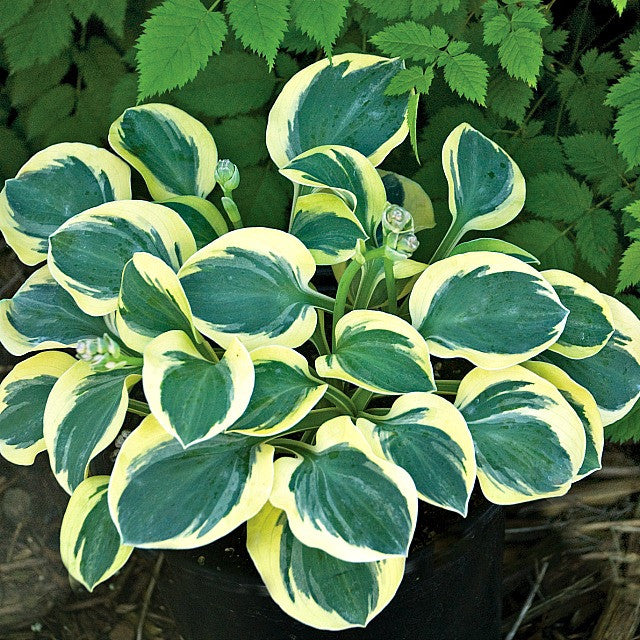 'Mighty Mouse' Hosta Courtesy of Walters Gardens