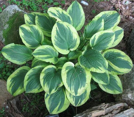 'Mildred Seaver' Hosta