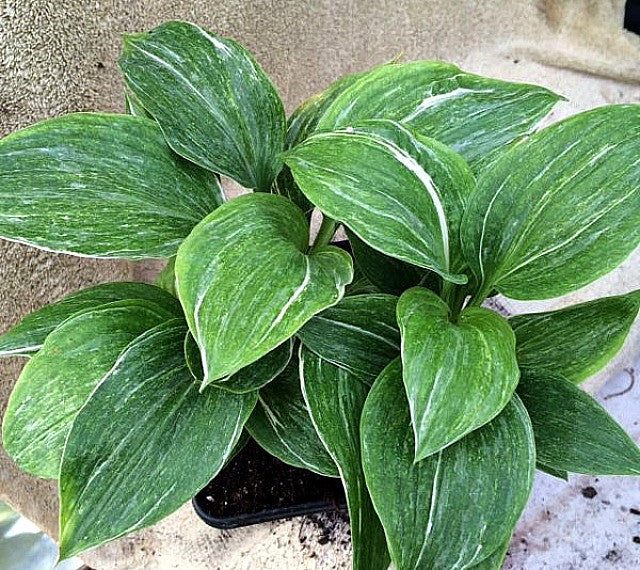 'Milkmaid' Hosta Courtesy of Naylor Creek