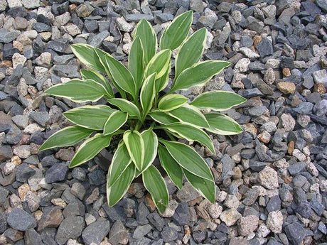 'Mini Ha Ha' Hosta From NH Hostas