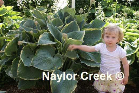 Hosta 'Minke' Courtesy of Naylor Creek