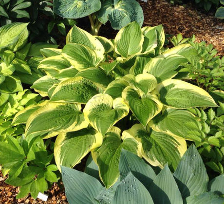 Hosta 'Minnesota Wild' Courtesy of Sherri Brown