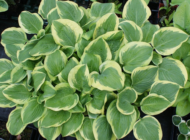 'Mint Julep' Hosta From NH Hostas