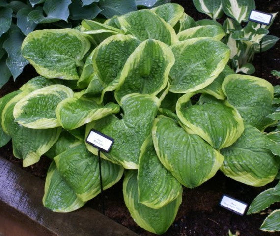 'Mint Julep' Hosta From NH Hostas