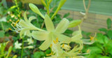 'Miracle Lemony' Hosta Courtesy of Naylor Creek