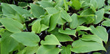 'Miss Ruby' Hosta From NH Hostas