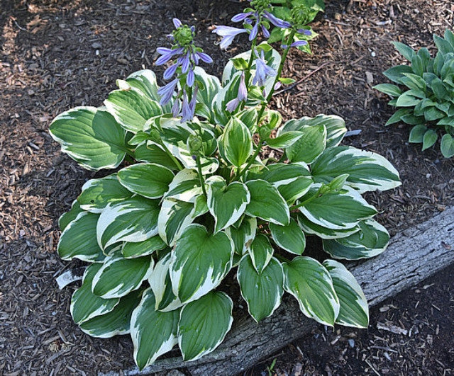 Miss Mitzi Hosta - 4.5 Inch Container (NEW For 2023!) – NH Hostas