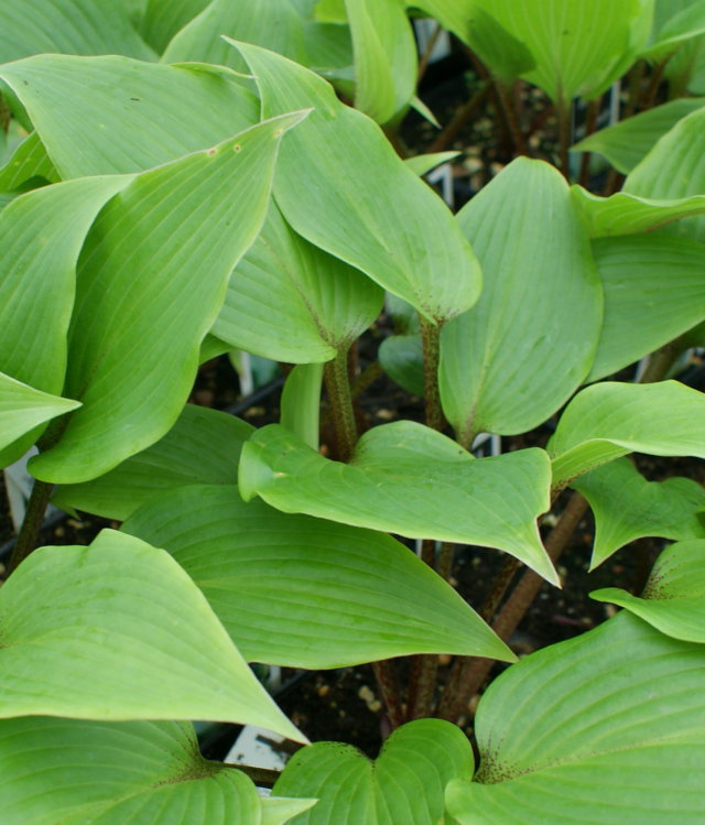 'Miss Ruby' Hosta From NH Hostas