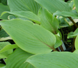 'Miss Ruby' Hosta From NH Hostas