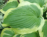 Hosta 'Miss Tokyo' Courtesy of Gayle Hartley Alley and the Hosta Library