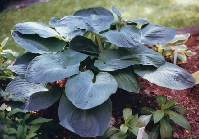 'Mississippi Delta' Hosta 