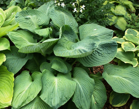 'Mississippi Delta' Hosta From NH Hostas