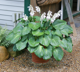 'Mississippi Delta' Hosta From NH Hostas