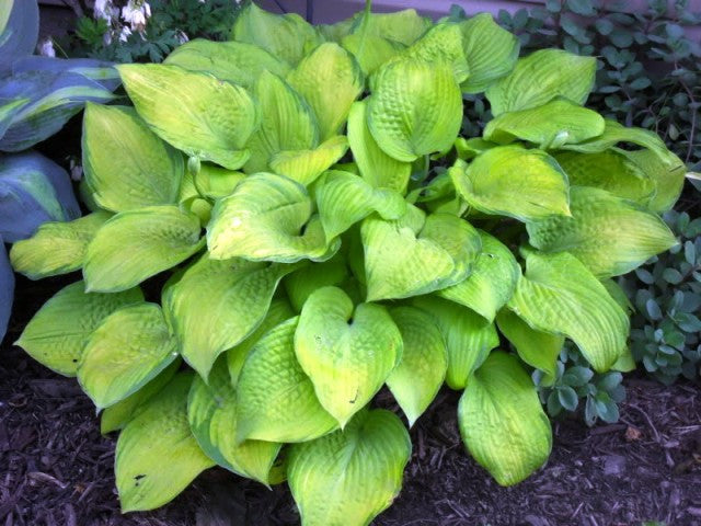 'Mister Watson' Hosta From NH Hostas