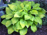 'Mister Watson' Hosta From NH Hostas