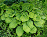 'Mister Watson' Hosta From NH Hostas