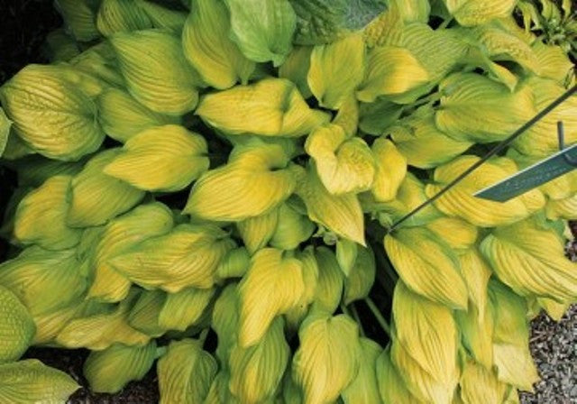 'Monsoon' Hosta Courtesy of Q&Z Nursery