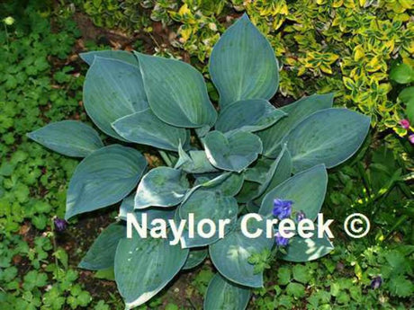 'Moody Blues' Hosta Courtesy of Naylor Creek