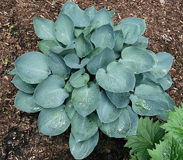 Hosta 'Moody Blues' Courtesy of Bert Malkus and the Hosta Library