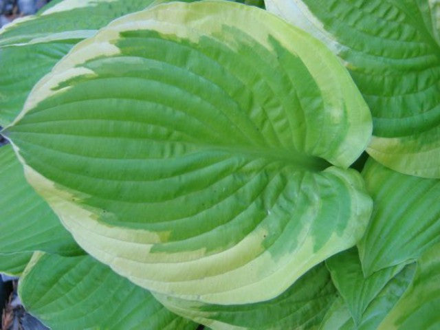 'Moon Dance' Hosta Courtesy of Don Dean