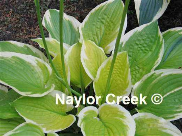 'Moon Dance' Hosta Courtesy of Naylor Creek