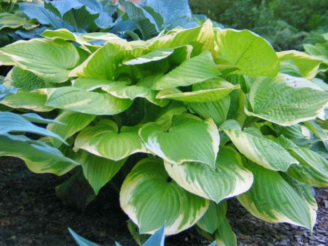 'Moon Dance' Hosta Courtesy of Don Dean