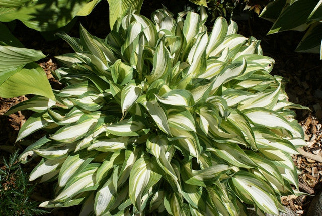 'Moonstruck' Hosta From NH Hosta