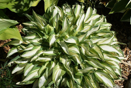 'Moonstruck' Hosta From NH Hosta