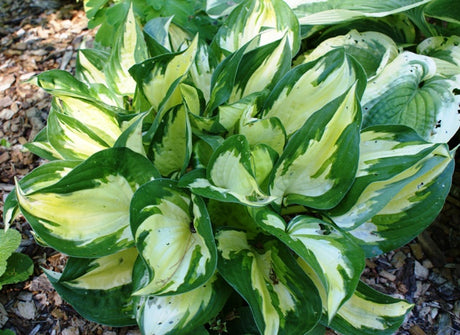 'Morning Light' Hosta From NH Hostas