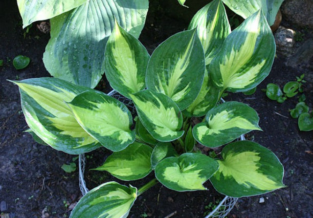 Hosta 'Morning Star' Courtesy of Kathie Sisson