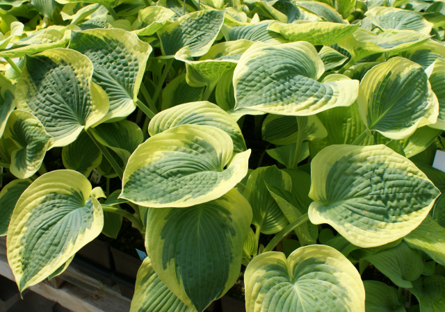 'Mount Tom' Hosta From NH Hostas