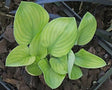 Hosta 'Mouse Metamorphosis' Courtesy of Danny Van Eechaute and the Hosta Library