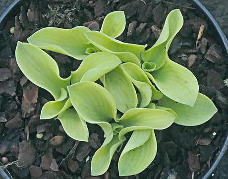 Hosta 'Mouse Metamorphosis' Courtesy of Danny Van Eechaute and the Hosta Library