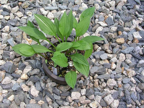 'Munchkin' Hosta From NH Hostas