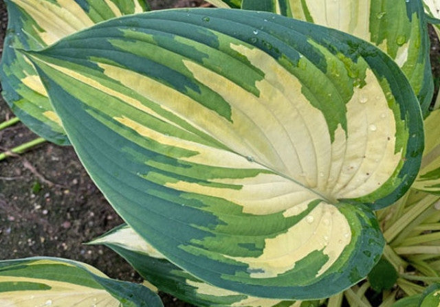 Hosta 'My Fair Lady' Courtesy of Walters Gardens