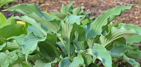 Hosta 'Mystic Seaport' Courtesy of Rick Goodenough