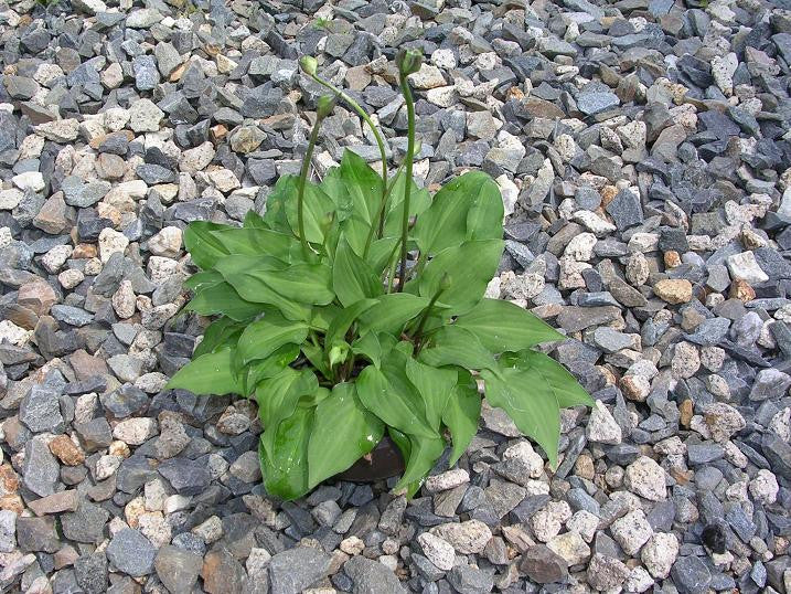 Hosta nakaiana From NH Hostas