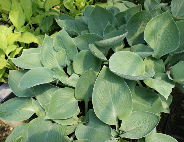 'Nate the Great' Hosta From NH Hostas