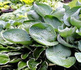 'Nate the Great' Hosta