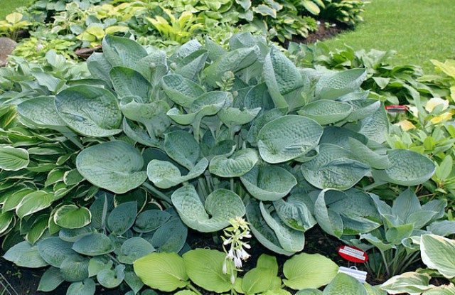 'Nate the Great' Hosta Courtesy of Kathie Sisson