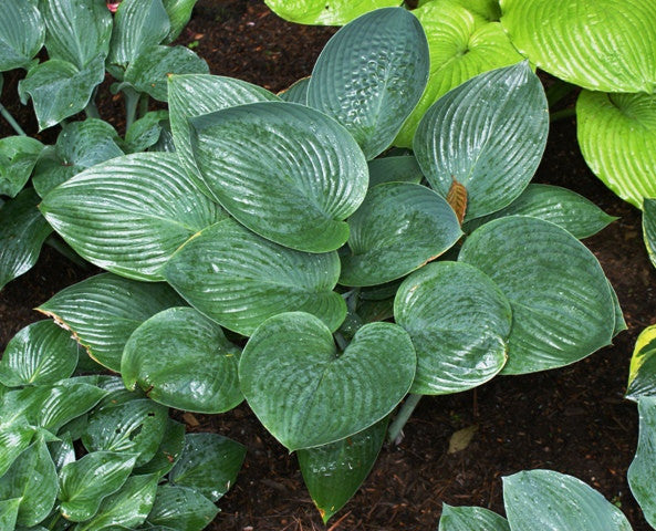 nigrescens Hosta 