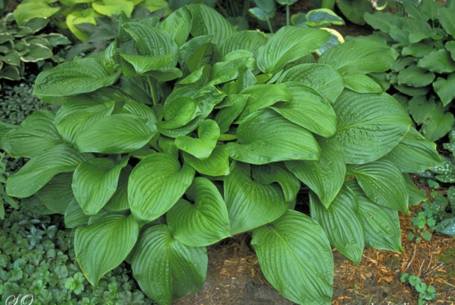 'Old Faithful' Hosta Courtesy of Shady Oaks Nursery