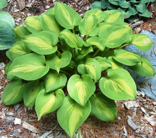 'Olive Branch' Hosta From NH Hostas