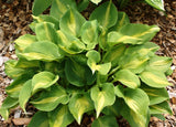 'Olive Branch' Hosta From NH Hostas